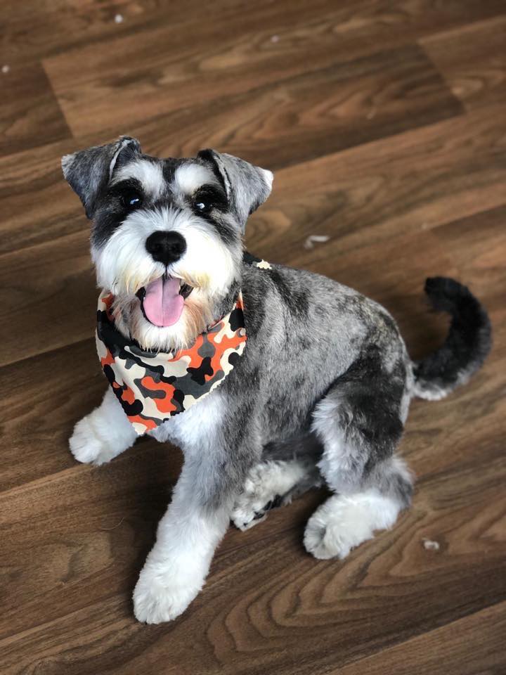 A freshly groomed miniature schnauzer wearing a Darcy's bandana