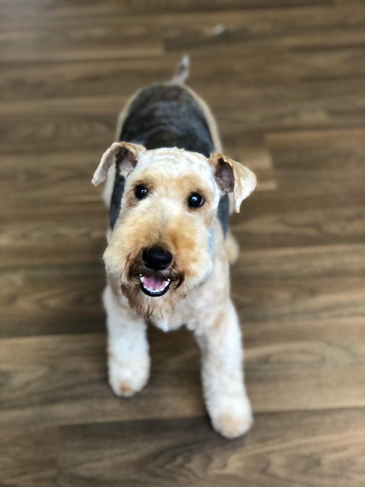 Welsh terrier hand-tidied and ready to go home
