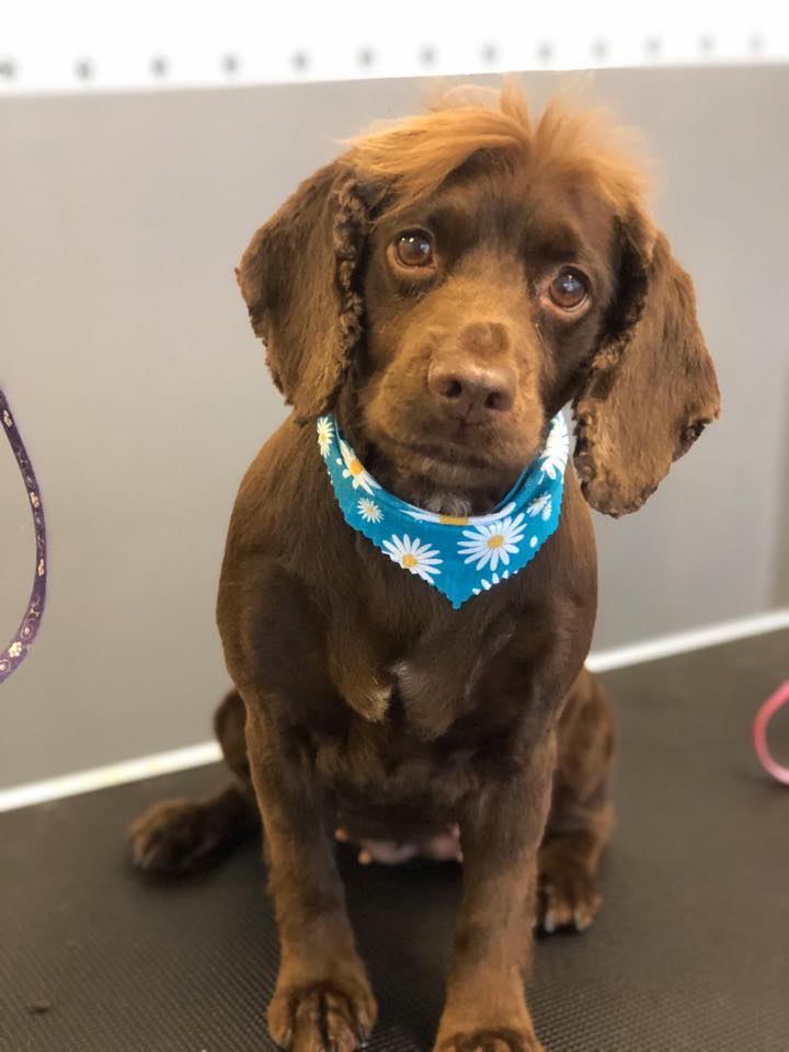 Cocker spaniel puppy after grooming