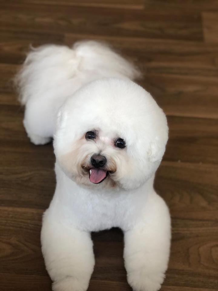 White bichon frise with a fresh face trim