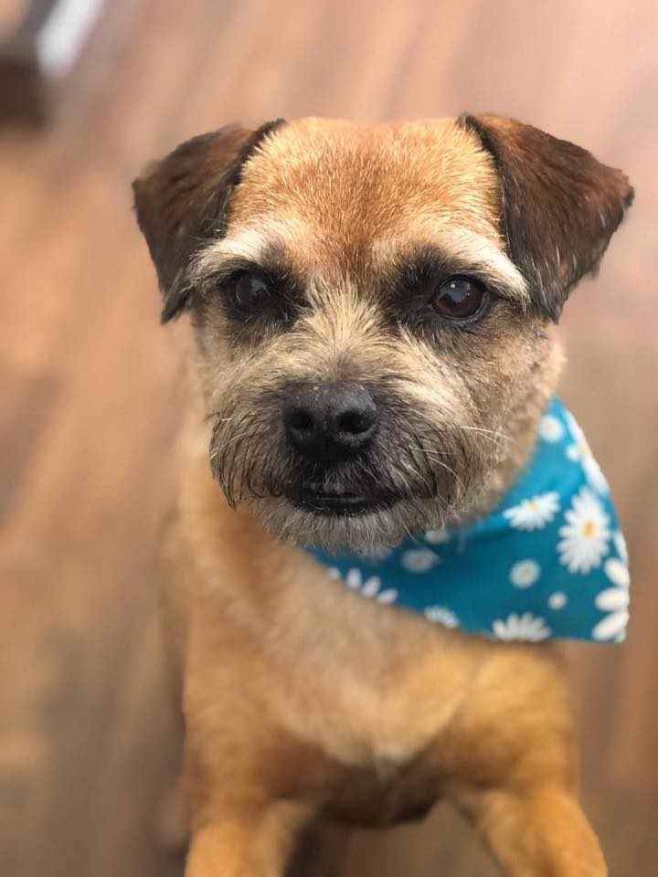 Border terrier after grooming