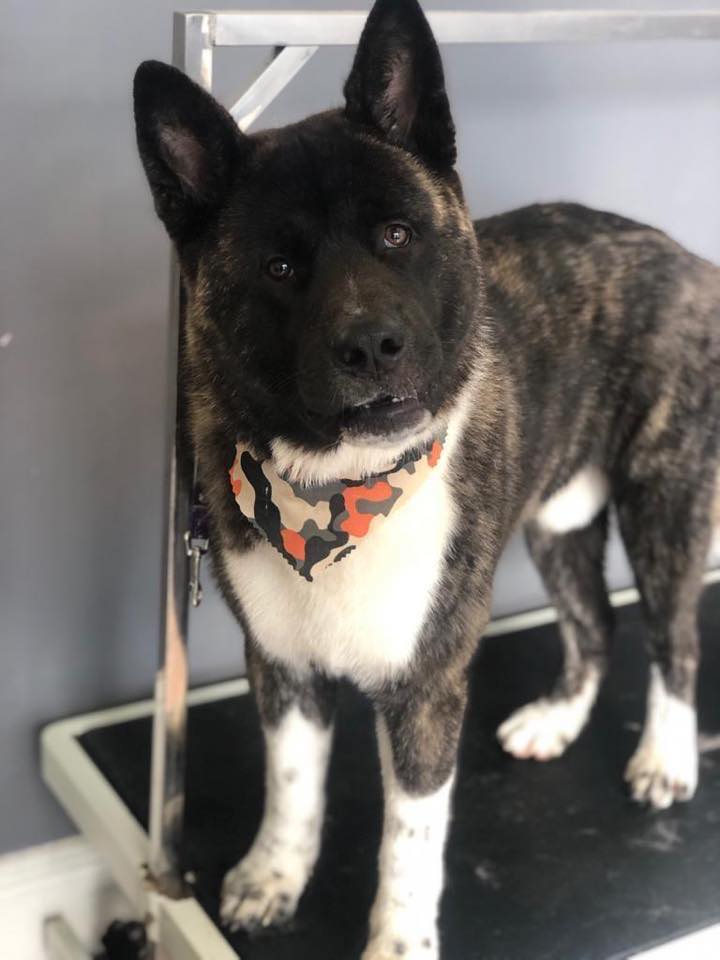 American akita on the grooming table