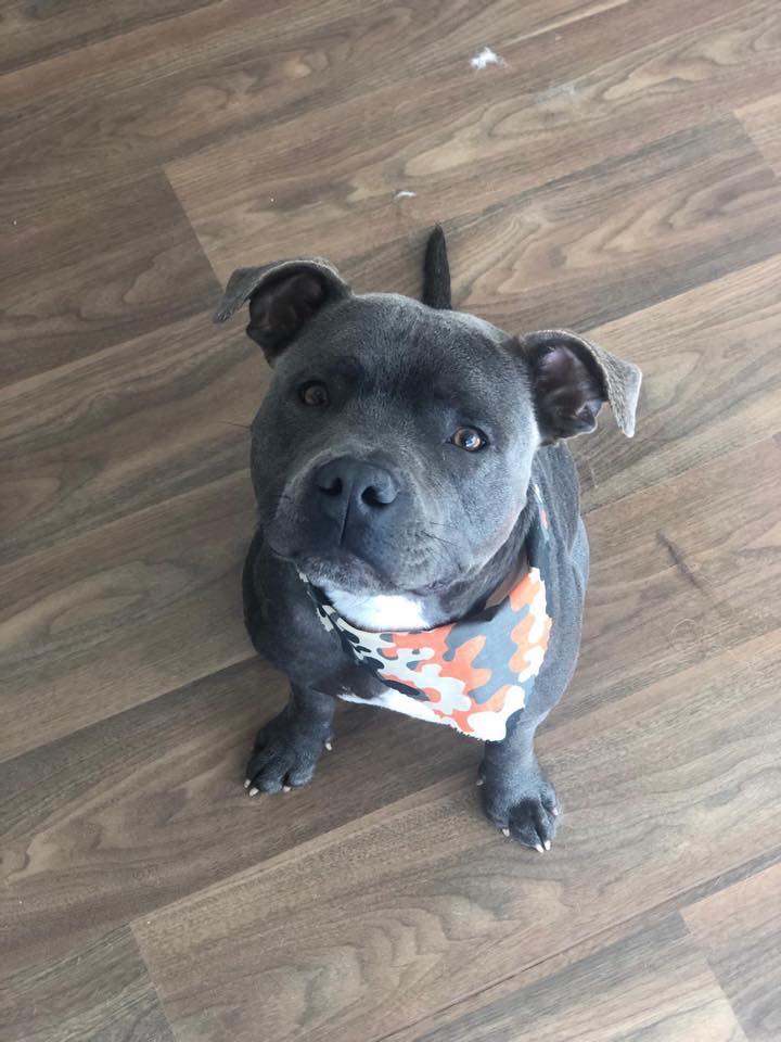 Blue staffie looking smart after a bath and brush