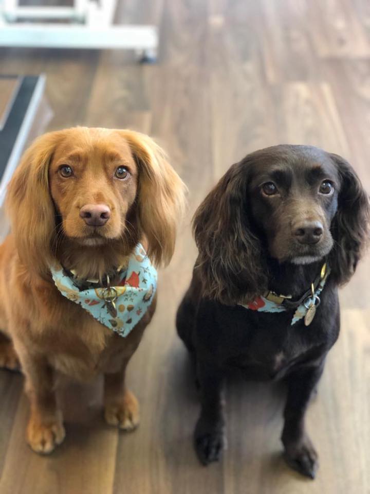 Two spaniels side by side after their groom